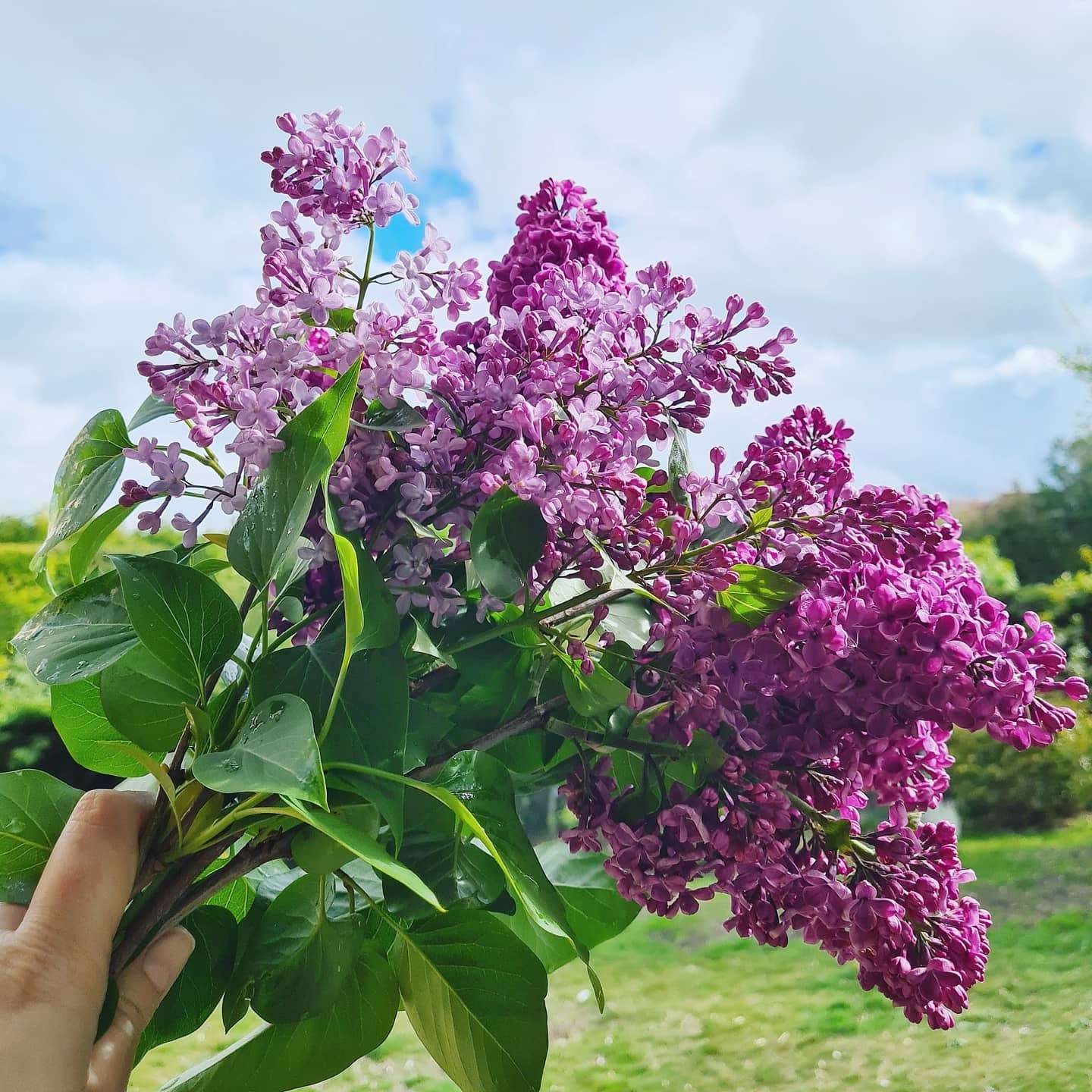 Is there anything better than freshly picked lilac?! 😍
This bunch was for a birthday bouquet yesterday, and after all the rain it smelled sooo good in the sunshine!
#freshflowers #frommygarden #freshfromthegarden #lilac #freshlilacs #purples #fromthegarden #homegrown #iwishyoucouldsmellthis #florist #floraldesign #floraldesigner #independentflorist #indieflorist #winchesterflowers #flowershop #winchesterflorist #heartbeeflowers #flowersofinstagram