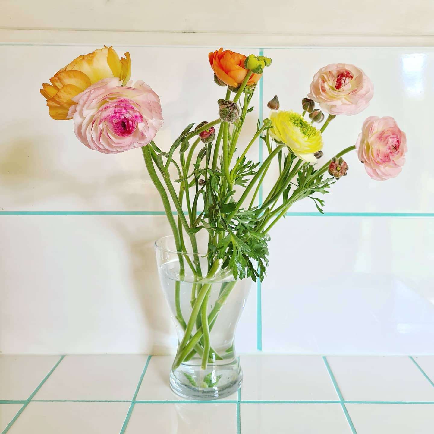 Spent the day helping out @stemandgreen with all his bouquets - who incidentally is the person responsible for these stunning ranunculus!!
Can we all just take a collective moment to take in their beauty and sigh?! 😄🥰😍😍
#ranunculus #ranunculuslove #iloveflowers #inthestudio #intheshop #grownnotflown #britishblooms #britishflowers #homegrown #localflowers #florist #independentflorist #indieflorist #heartbeeflowers #winchesterflorist #winchesterindependents